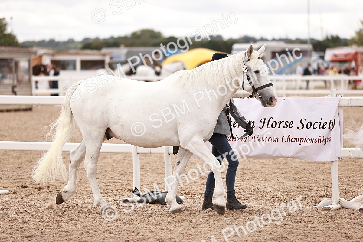 SBM_16176 - Class412 - Handsome Gelding (IH  or Ridden) Adult