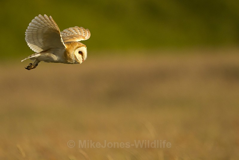 Barn Owl - FAVOURITES WILDLIFE GALLERY. Selected images from the wildlife collections.