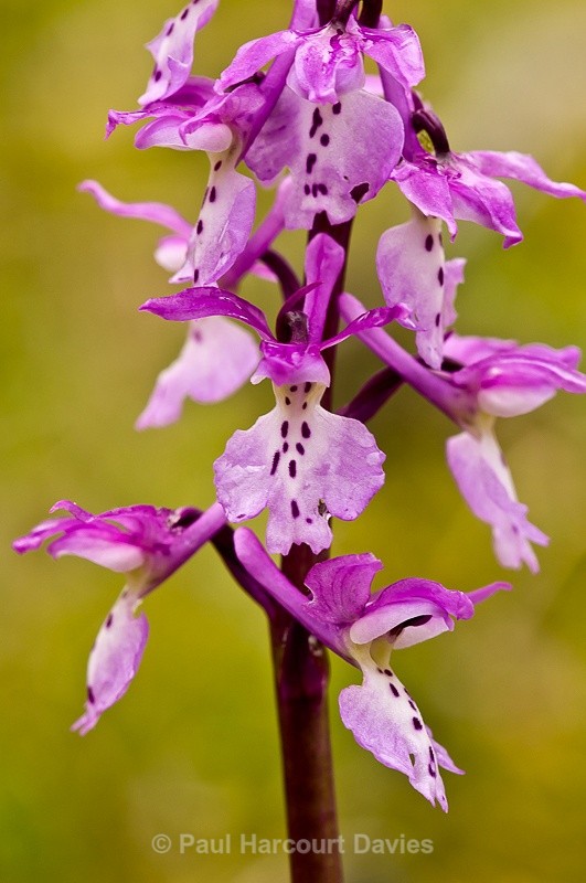 - Orchids - Orchis