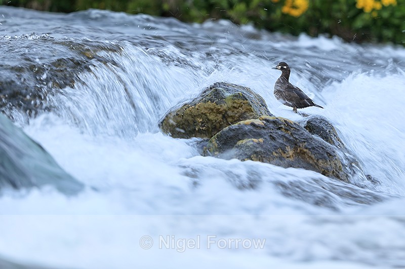 Harlequin Duck (female) at waterfall, River Laxa, Iceland - Harlequin Duck