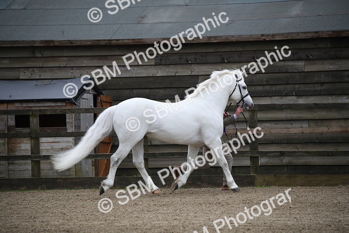 SBM_004058 - Class 1-4 - Young Stock classes Inc. In Hand Championship