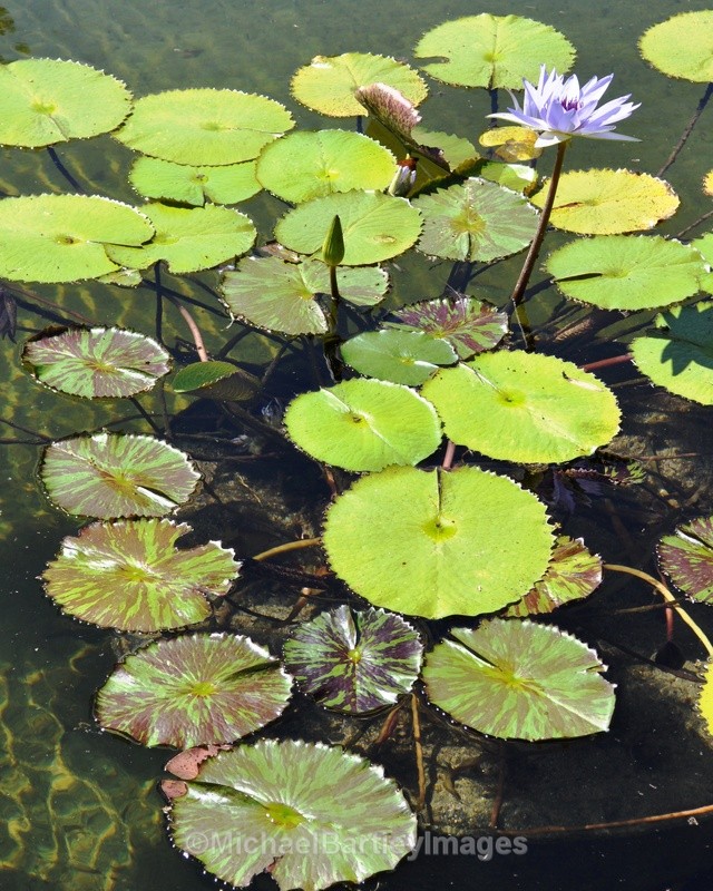 Lily pads