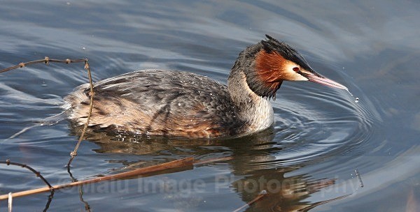 Great Crested Grebe - BIRDS