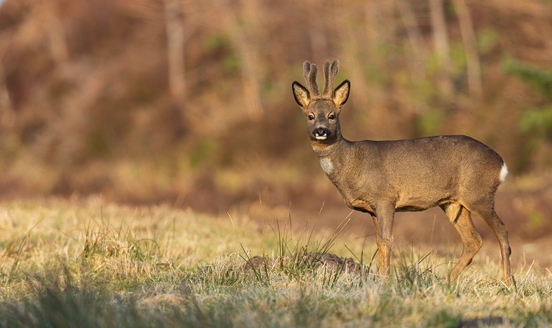 ROE DEER 6 - ROE DEER