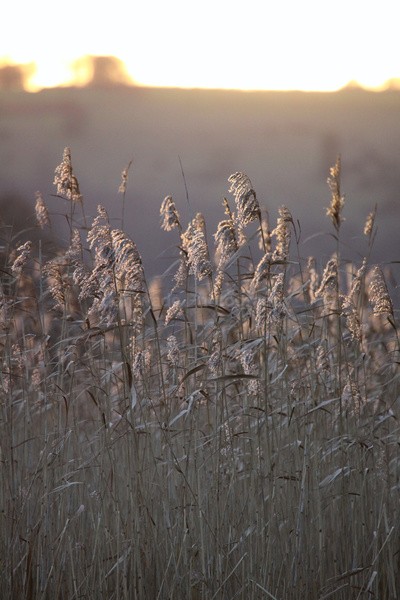Chew Valley lake reeds _S155 - Somerset landscape Photography