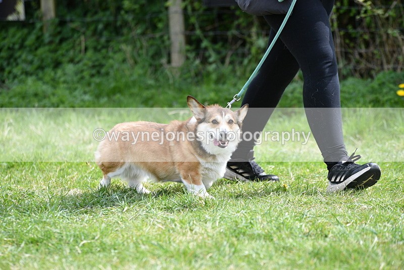 WJ5_9623 - Class 3 Most Handsome Dog