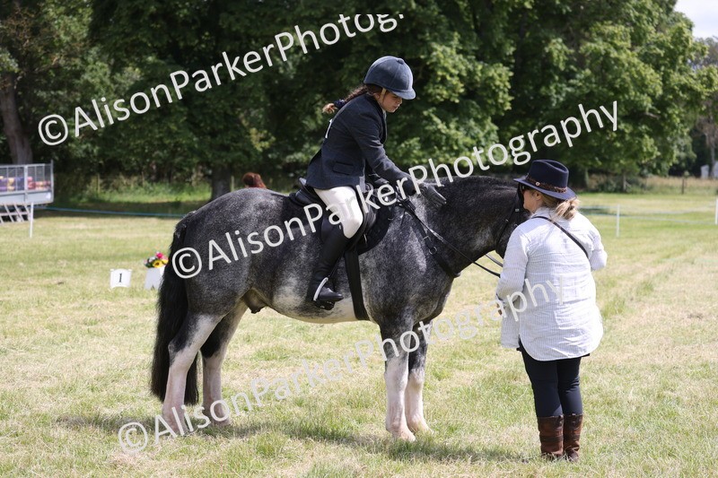 20260614-1979 - Class 21 - Novice Working Hunter Pony