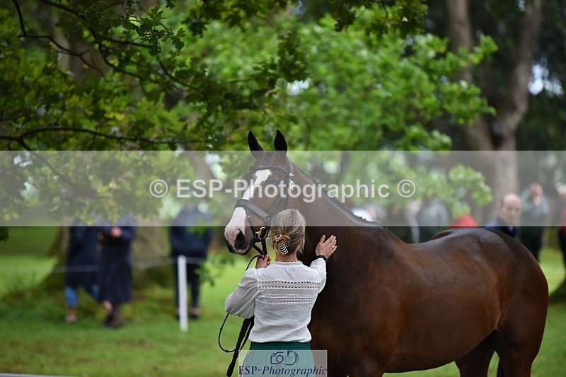 240522-163634-01044 - 214-DSH_GOLDEN_EYE-Lucinda_Mesquita