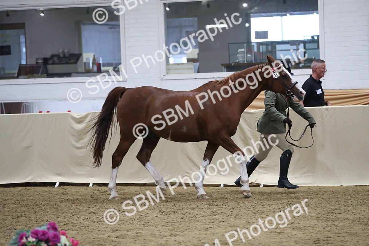 SBM_08456 - Class 11R Regional Ridden Veteran