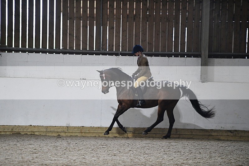 WJ5_8962 - Class 15 Ridden Show Horse