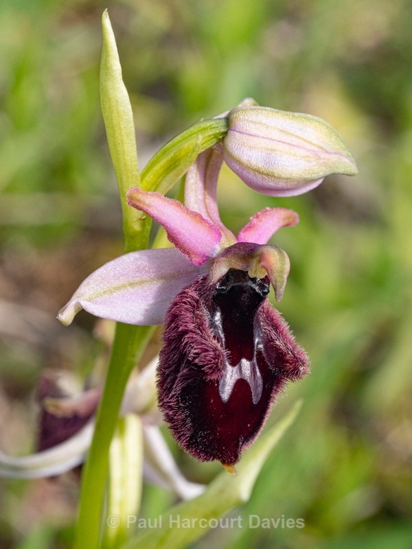 Ophrys x dinovellae  Hybrid Ophrys (Ophrys incubacea x O. sipontensis))  - Gargano - Wild Orchids