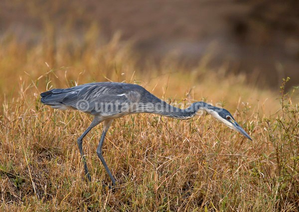 Grey Heron - stalking - Kenya