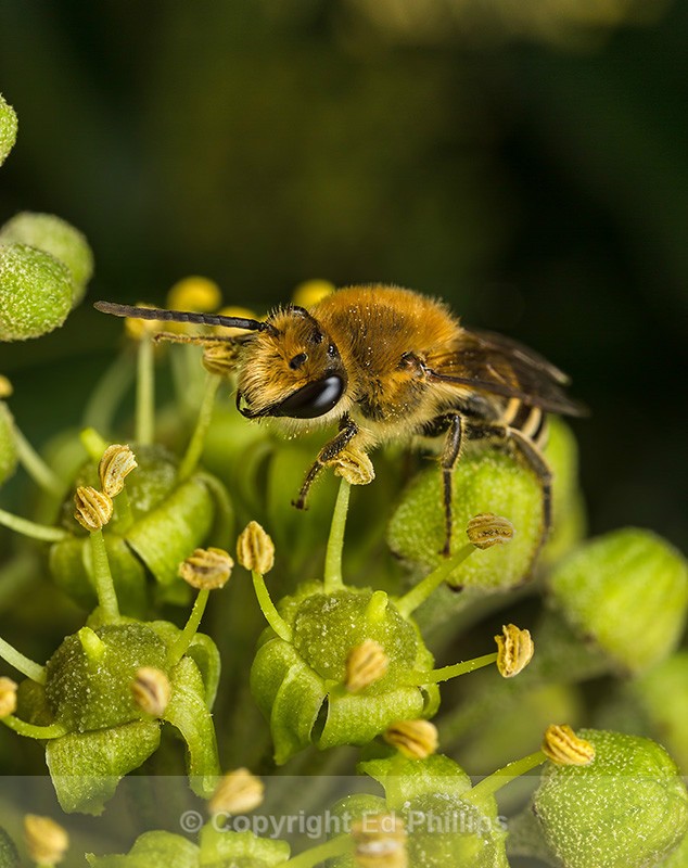 Colletes hederae (m) - Colletes hederae