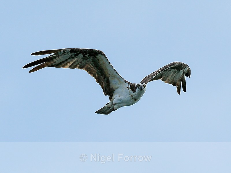 Osprey in flight, Costa Rica - Osprey
