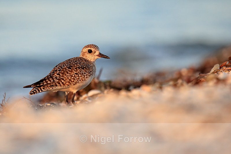 Black-bellied Plover, Sanibel Island, Florida - Black-bellied Plover