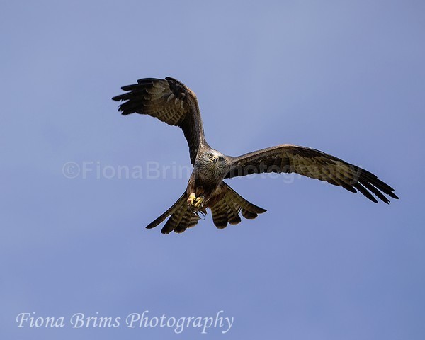WowPD Mar17-172 - Birds of Prey