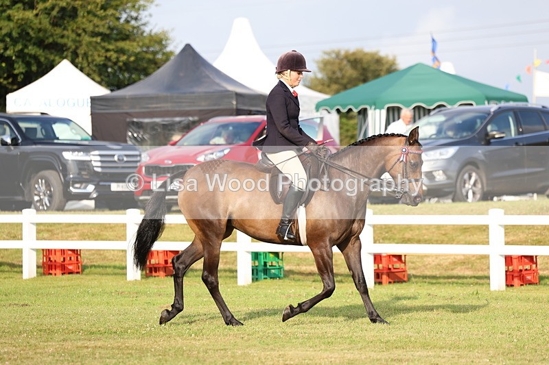 3E7A7662 - Class 1: Rising Star Small Hack/Riding Horses