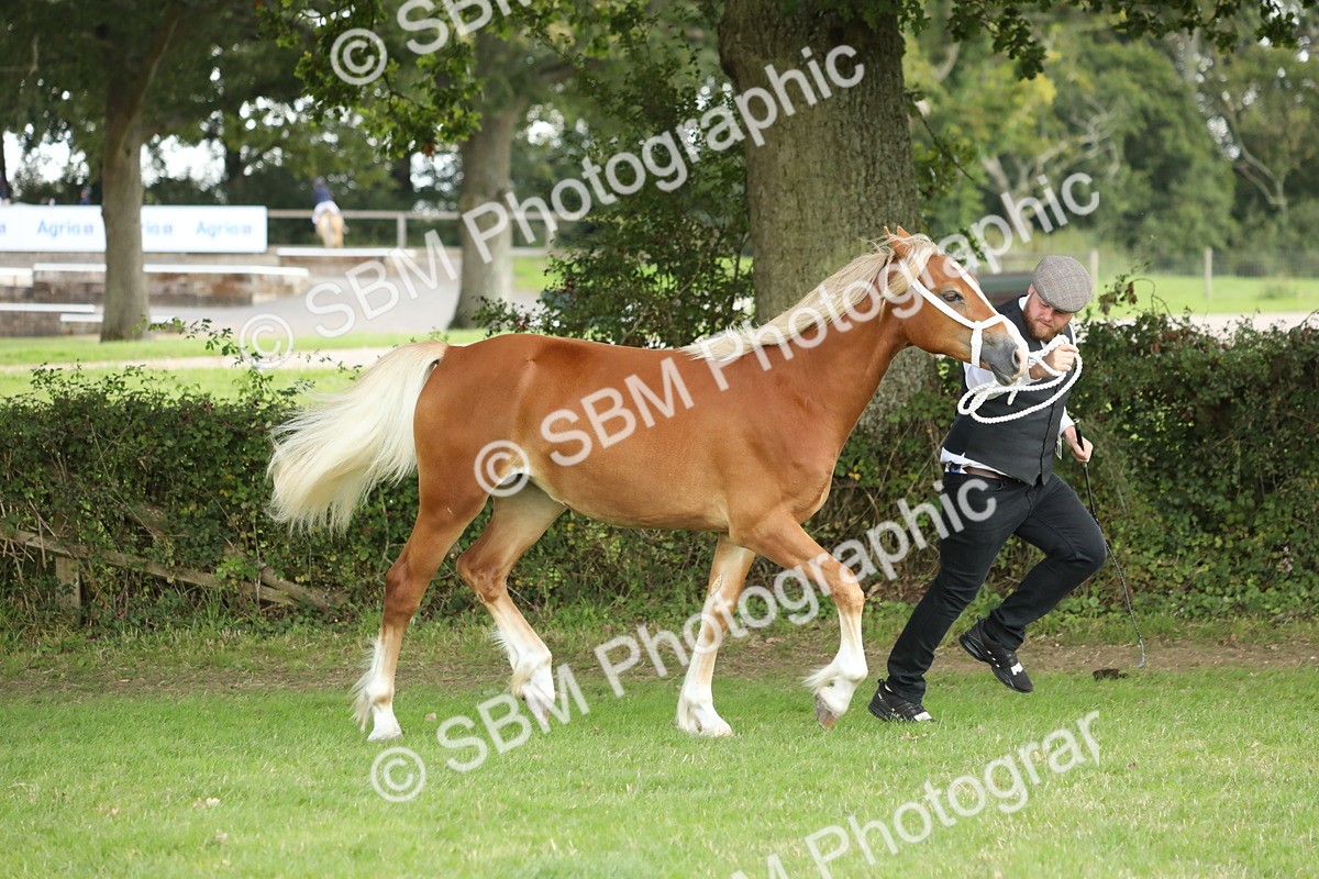 SBM_65500 - S47 - Mountain & Moorland In Hand Large Breeds