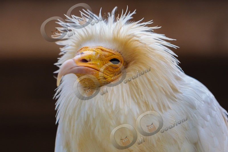 egyptian vulture Neophron percnopterus-6085 - BoP from around the world