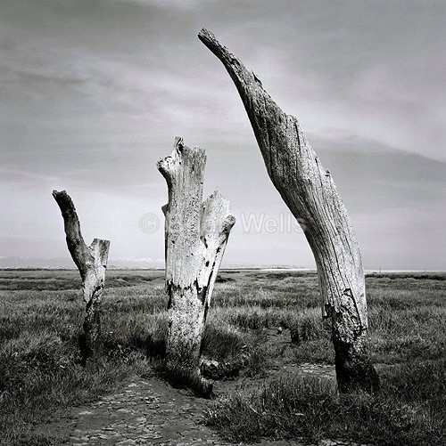 Thonham Salt Marsh # 2 - The Black & White Gallery