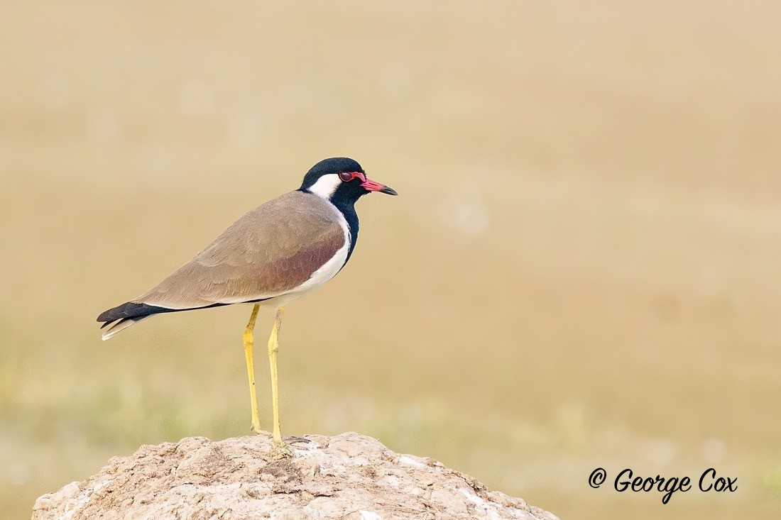 Red Wattled Lapwing - India