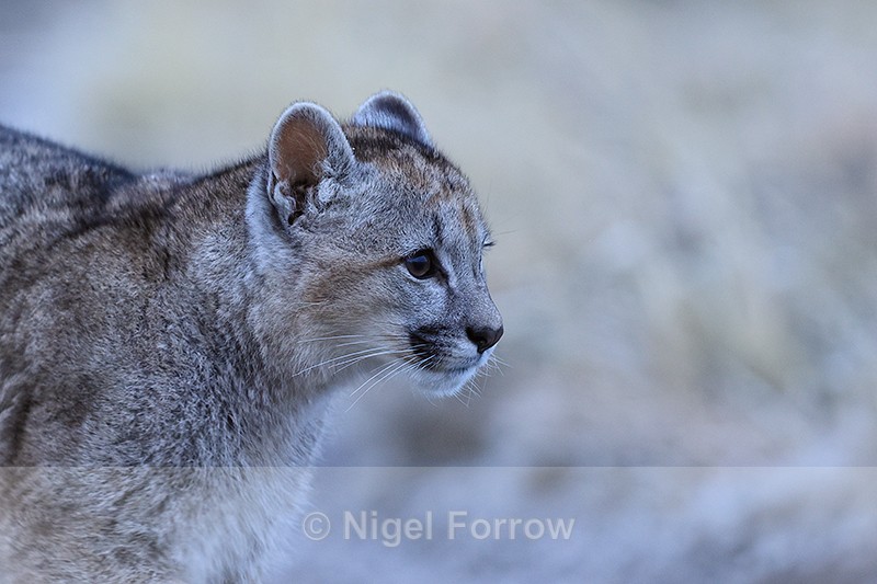 Puma cub head close view, Torres del Paine, Chile - Puma