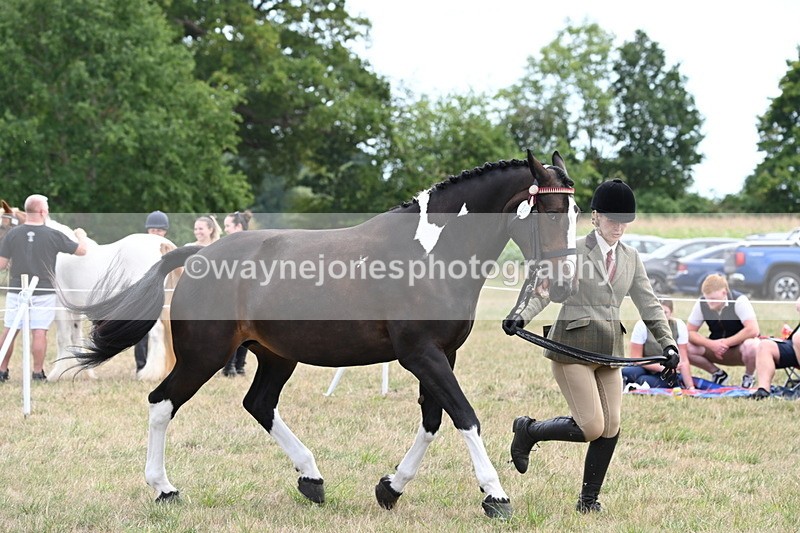 WJ6_6224 - Class 19 In-hand Veterans (Uploaded correct folder)