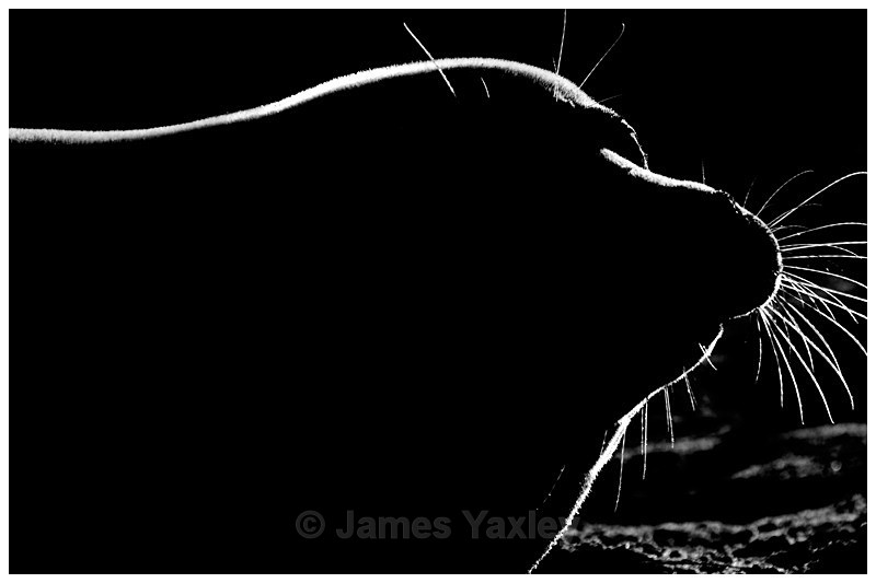 First Light - Nature in Black & White