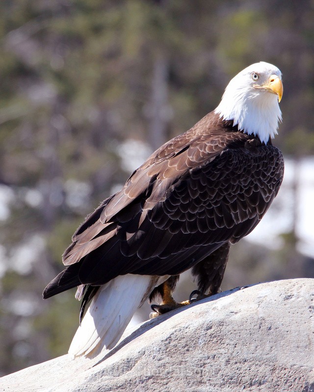  - Bald Eagles