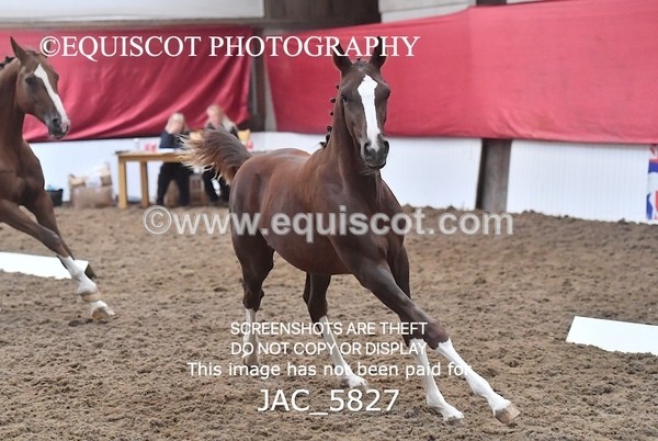 JAC_5827 - 11 Pandora of Westoak