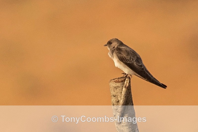 Brown-throated Martin - Morocco