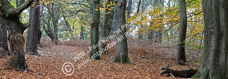 Hesworth Common - Sussex Downs