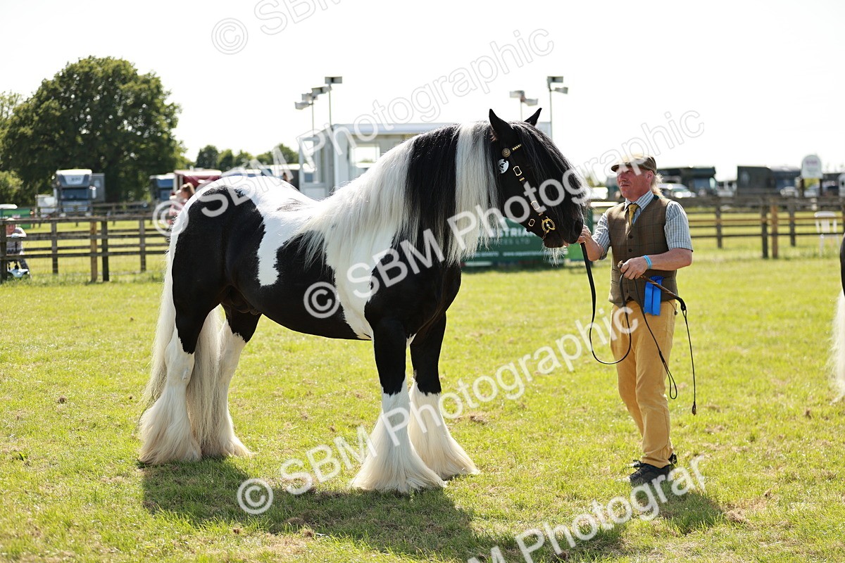 SBM_08895 - Class 63-65 - Traditional Gypsy Cobs In Hand & Ridden