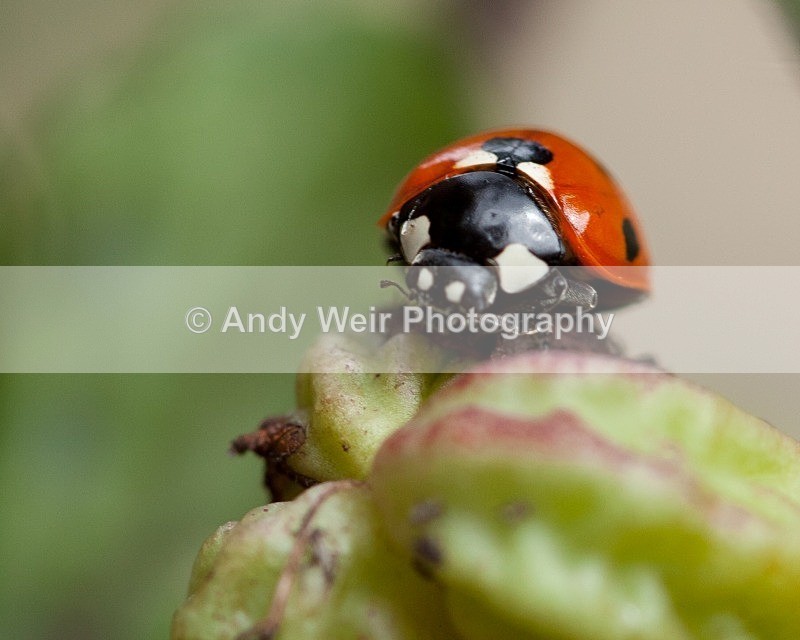20110821-IMG_6364 - Insects