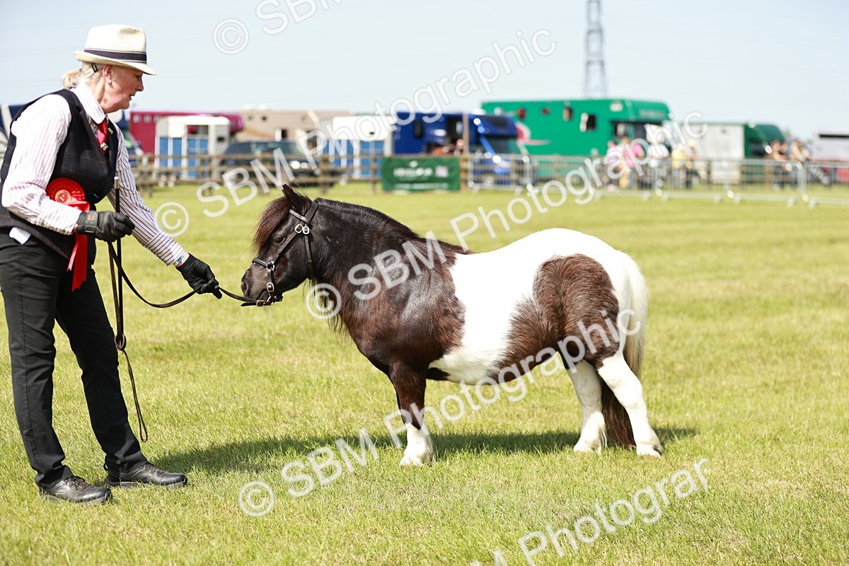 SBM_02021 - Class 14-23 - Mountain & Moorland In Hand Non Welsh
