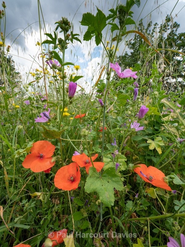 Wild Italian Garden. Paths are mown through the vegetation to provide access  - Flowers in the Landscape - 2