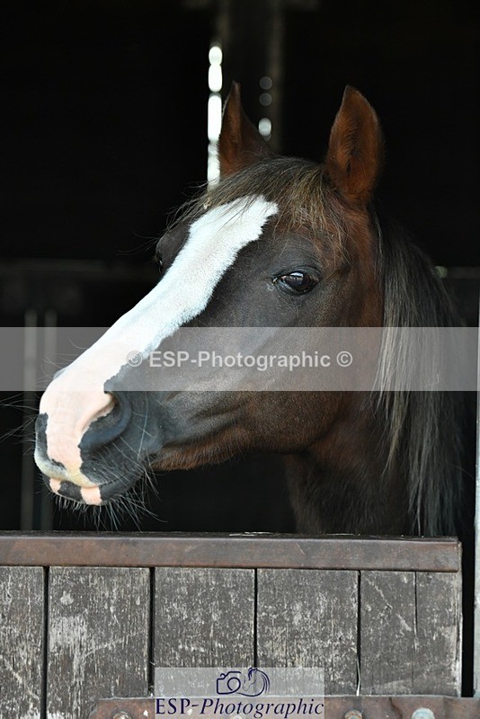 230817-083012-02403 - Stable Shots