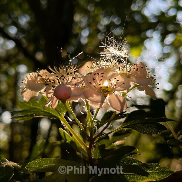 PhotoMynottART075 - Photo Mynott ART Images
