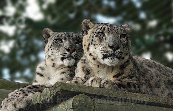 283 RANSCHAN & MIZI - BIG CATS