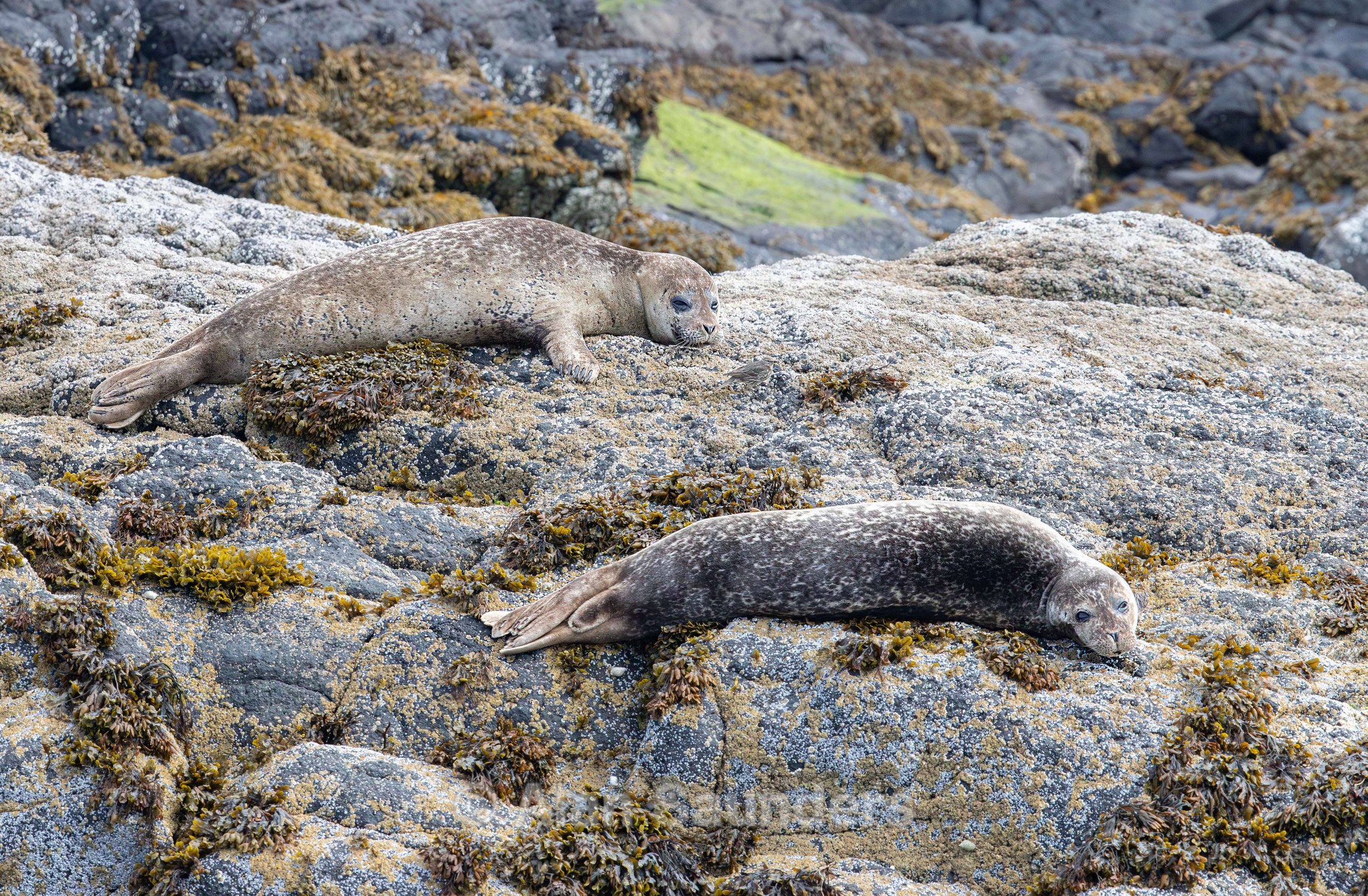 Common Seal 28