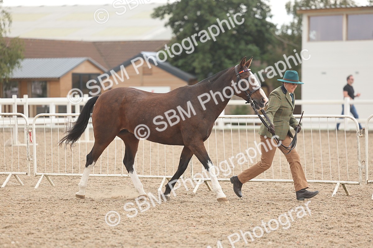 SBM_07610 - Class 26 - IH Foreign Breeds - Part Bred