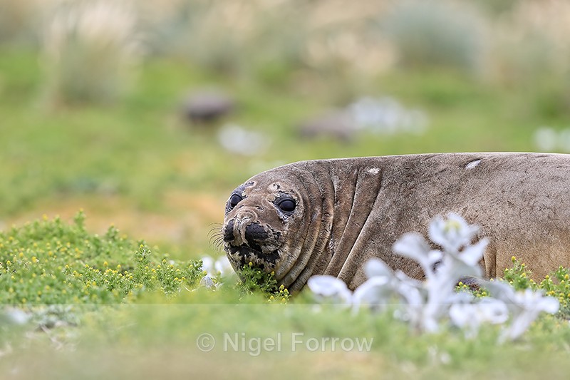 Southern Elephant Seal inland, Sea Lion Island, Falklands - Seal