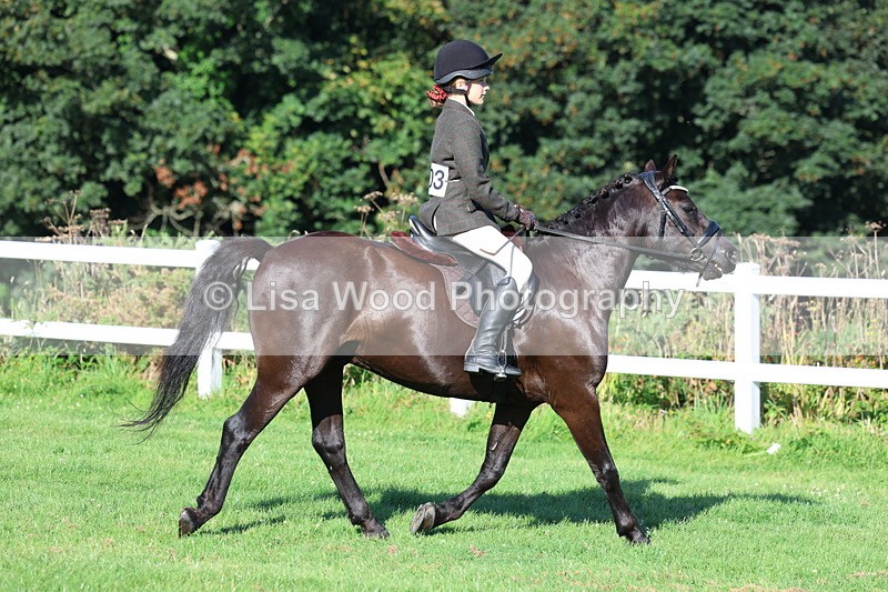3E7A7553 - Class 1: Novice Working Hunter Pony