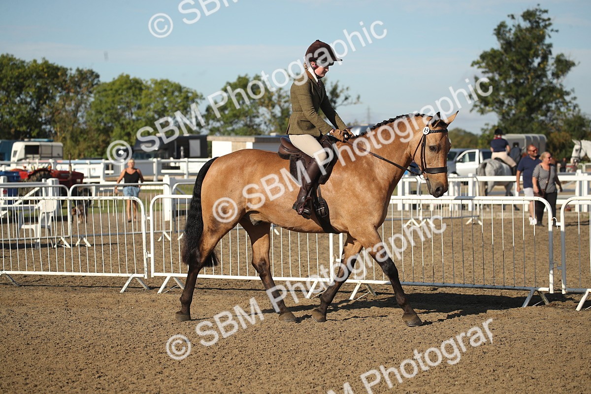 SBM_11252 - Class 501 -Riding Club Pony