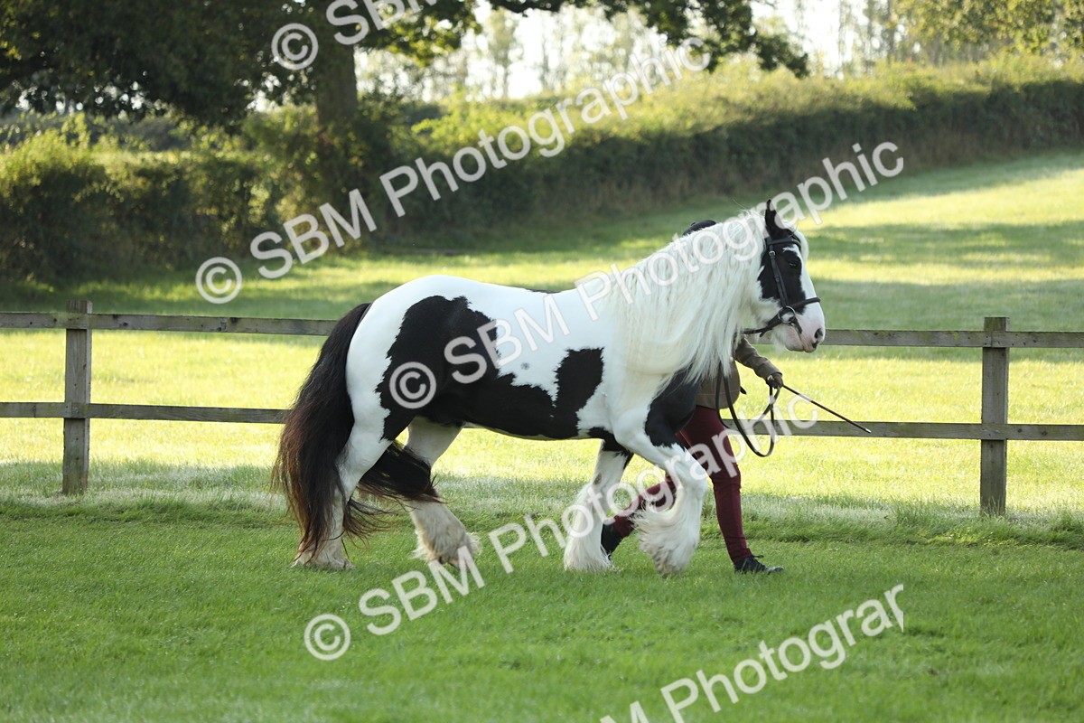 SBM_60819 - S43 - Coloured Pony In Hand
