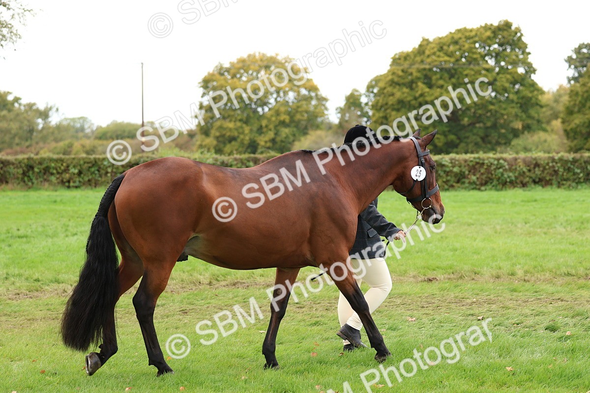 SBM_41692 - S26 - Mature Veteran In Hand