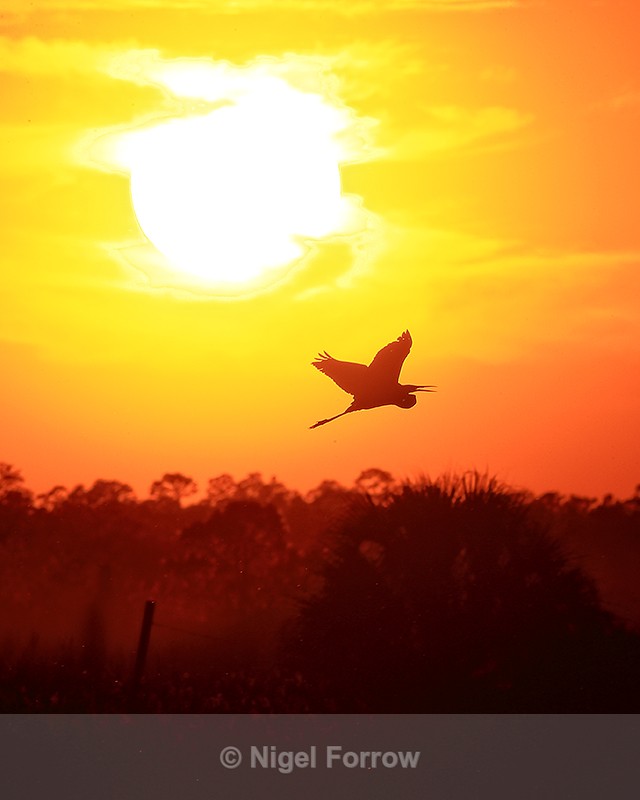 Great Egret flying at sunset, Viera Wetlands, Florida - Great Egret