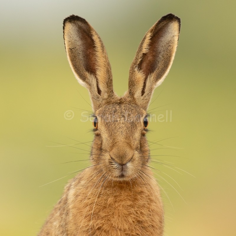 Verdant Hare 202616 - Greeting Cards