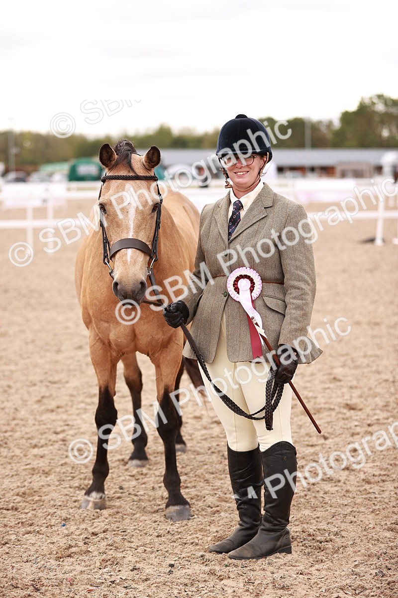SBM_16150 - Class 411 - Prettiest Mare - (IH or Ridden Adult)