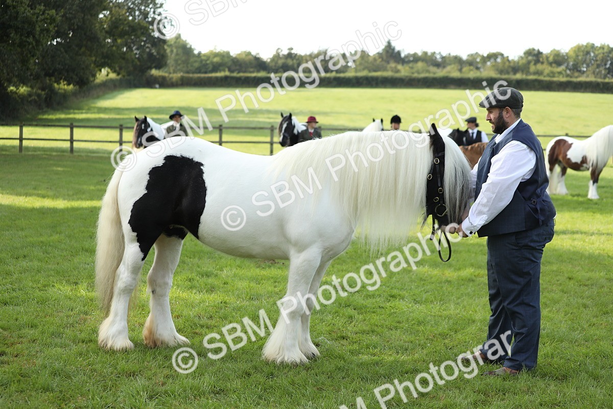 SBM_60945 - S43 - Coloured Pony In Hand